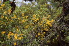 Gaiadendron punctatum