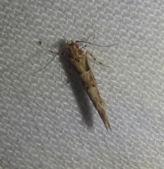 Pyroderces