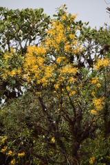 Gaiadendron punctatum