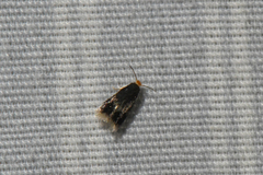 Ectoedemia similella