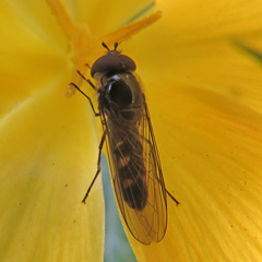 Meliscaeva auricollis