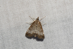 Udea inquinatalis
