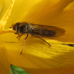 Meliscaeva auricollis