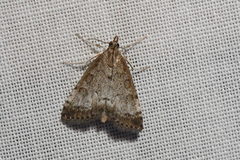 Udea inquinatalis
