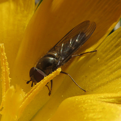 Meliscaeva auricollis