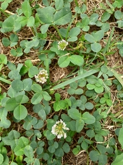 Trifolium repens