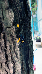 Pachyteria dimidiata