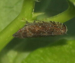 Scaphytopius acutus