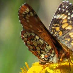 Euphydryas anicia capella