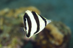 Banded Butterflyfish photo 3