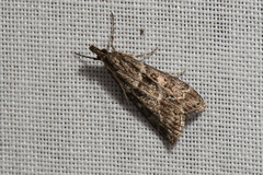 Eudonia alpina