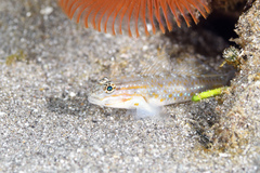 Coryphopterus venezuelae