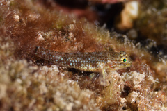 Coryphopterus