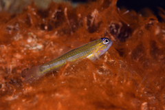 Coryphopterus lipernes