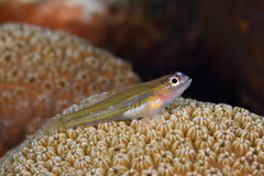 Coryphopterus lipernes