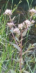 Antennaria rosea