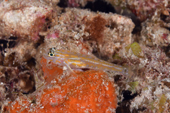 Coryphopterus eidolon