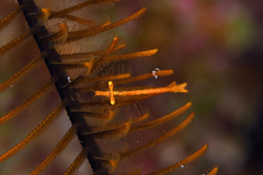 Periclimenes crinoidalis