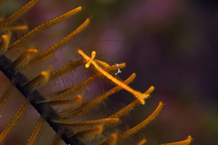 Periclimenes crinoidalis