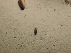 Spragueia jaguaralis