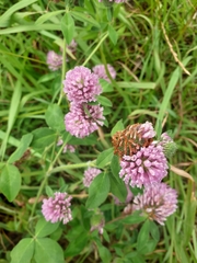 Trifolium pratense