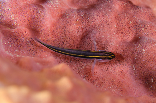 Photo of Yellowprow goby (Elacatinus randalli)