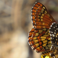 Euphydryas anicia capella