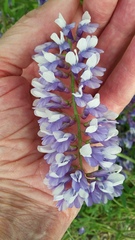 Vicia cracca cracca
