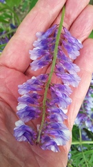 Vicia cracca cracca