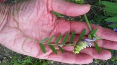 Vicia cracca cracca