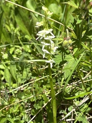 Platanthera dilatata