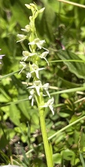 Platanthera dilatata
