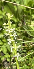 Platanthera dilatata