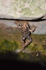 Pelophylax perezi