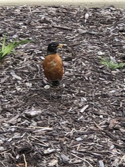Turdus migratorius