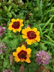 Coreopsis tinctoria