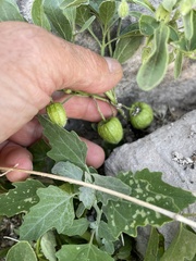 Physalis pumila hispida