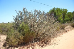 Leucospermum rodolentum