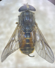 Hybomitra epistates