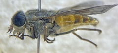 Hybomitra epistates