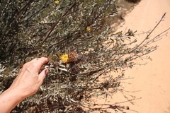 Leucospermum rodolentum