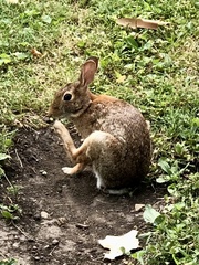 Sylvilagus floridanus