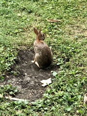 Sylvilagus floridanus