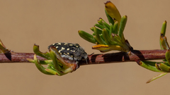 Acmaeodera bacchariphaga