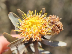 Leucospermum rodolentum