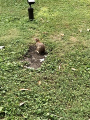 Sylvilagus floridanus