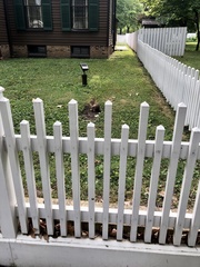 Sylvilagus floridanus