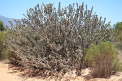 Leucospermum rodolentum