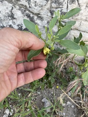 Physalis pumila hispida