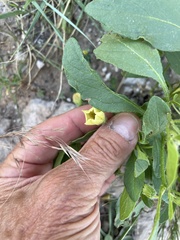 Physalis pumila hispida